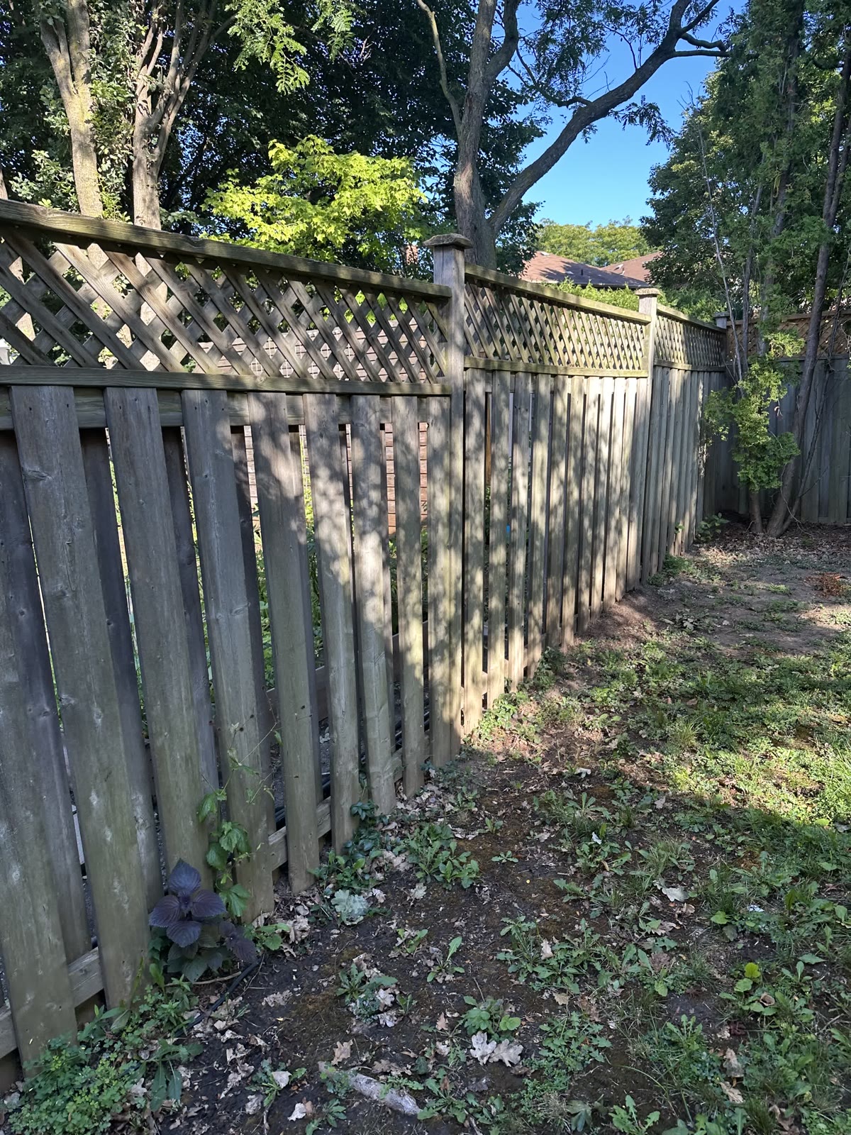 Cedar fence restoration, Roncesvalles, end-of-season prep